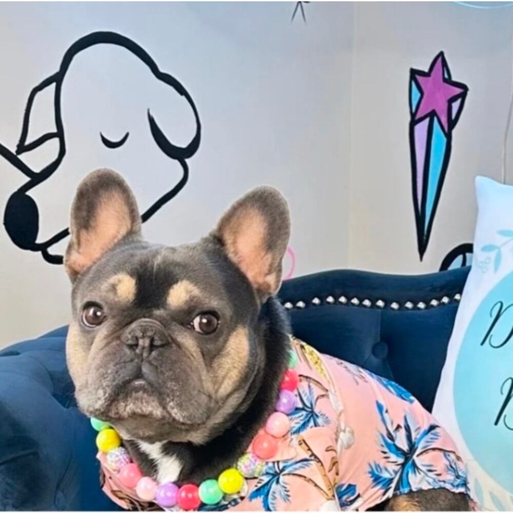 Hawaiian Pineapple Luau Dog SHIRT 4xl